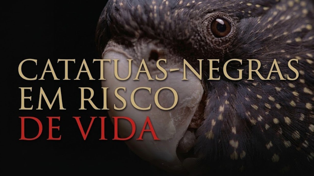Imagem de Catatuas-Negras em Risco de Vida