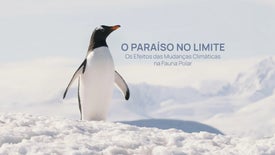 Imagem do Programa / Episiódio - O Paraíso no Limite: Os Efeitos das Mudanças Climáticas na Fauna Polar