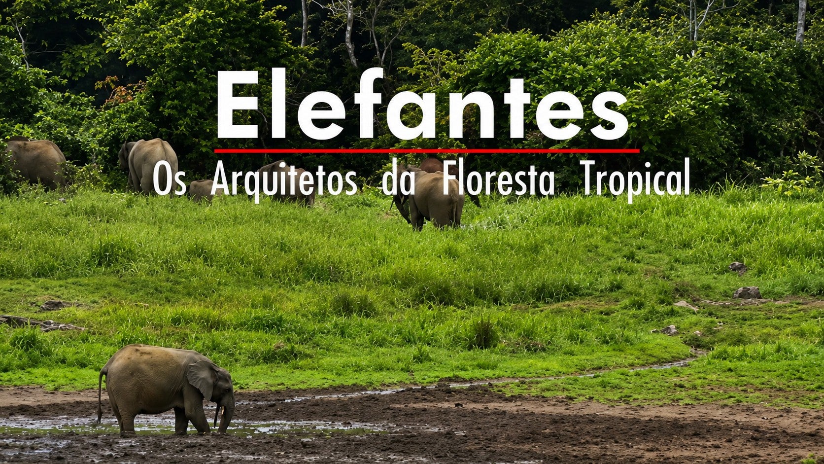 Imagem de Elefantes - Os Arquitetos da Floresta Tropical