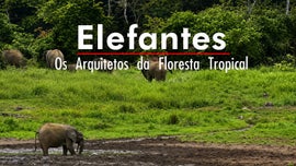 Imagem de Elefantes - Os Arquitetos da Floresta Tropical