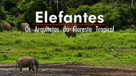 Imagem do Programa / Episiódio - Elefantes - Os Arquitetos da Floresta Tropical