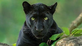 Imagem do Programa / Episiódio - O Verdadeiro Livro da Selva
