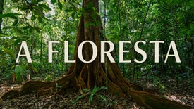 Imagem do Programa / Episiódio - A Floresta