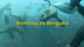Imagem de O Cabo das Tormentas - (IV) - Biomassa de Benguela