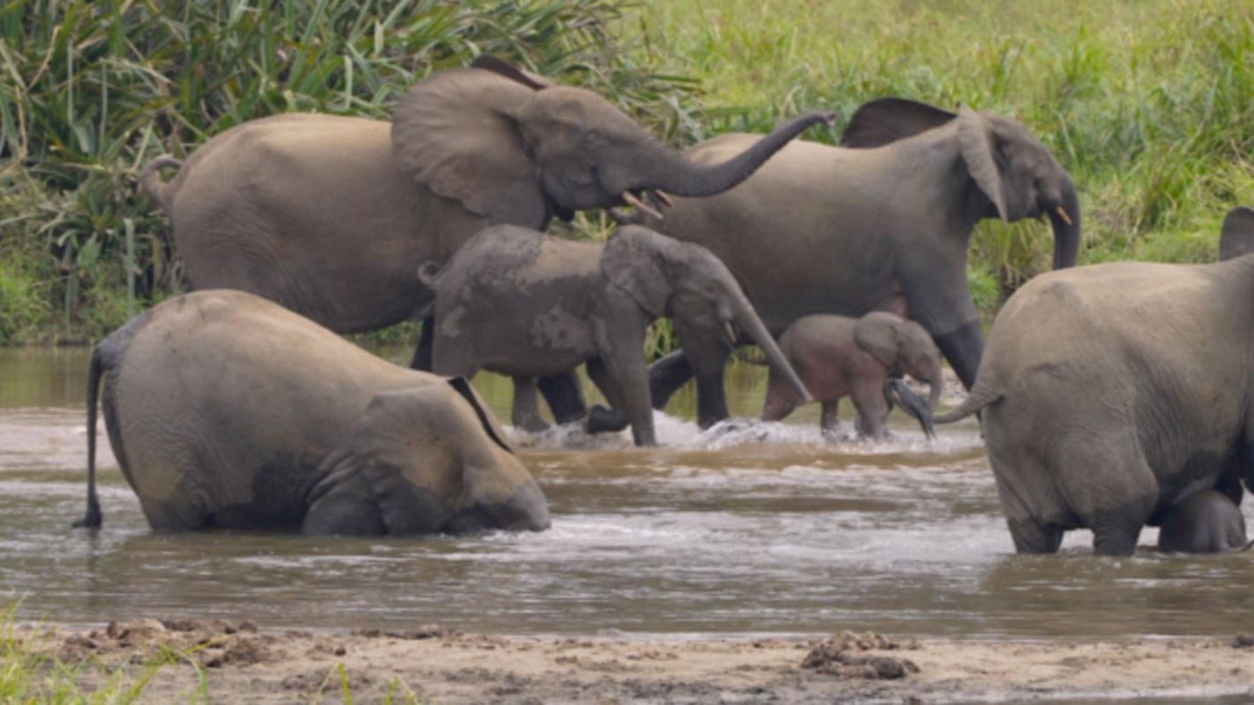 Imagem de Elefantes - Os Arquitetos da Floresta Tropical
