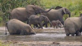 Imagem de Elefantes - Os Arquitetos da Floresta Tropical
