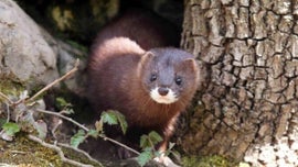 Imagem de Salvar o Vison Europeu