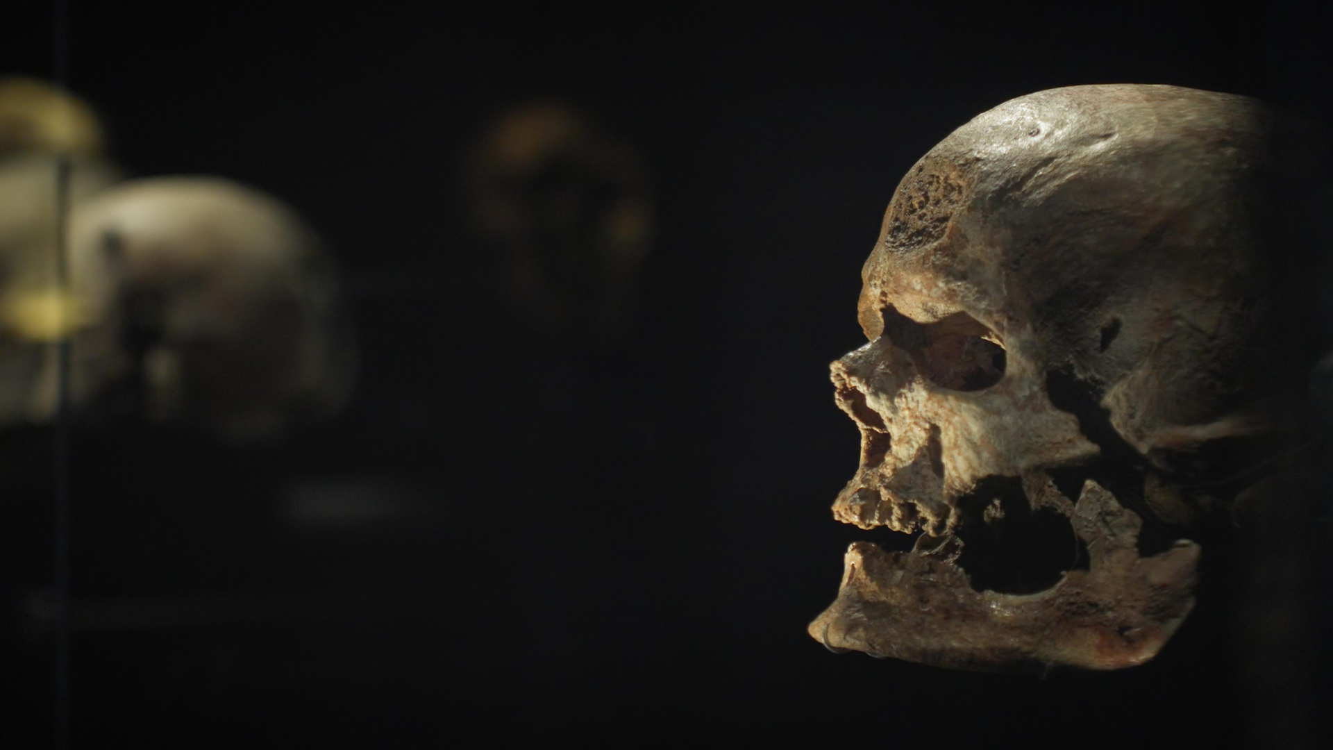 Imagem do Programa / Episiódio - Neandertal: Quem Matou o Nosso Antepassado?