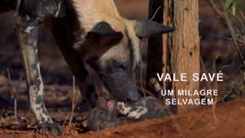 Imagem de Vale Sav�: Um Milagre Selvagem