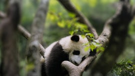 Imagem de Os Segredos Selvagens da China