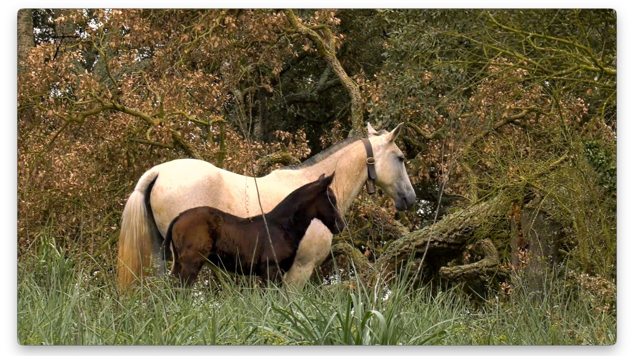 Imagem de Cavalo de Toureio