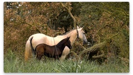 Imagem do Programa / Episiódio - Cavalo de Toureio