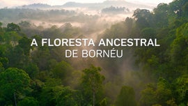 Imagem de A Floresta Ancestral de Born�u