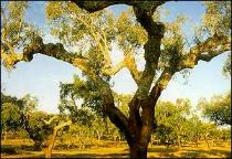 Imagem de Lugar ao Sul