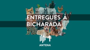 Dia Mundial do Animal e do Médico Veterinário