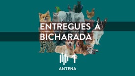 Entregues à Bicharada