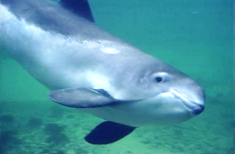 A Proteção de Baleias e Golfinhos