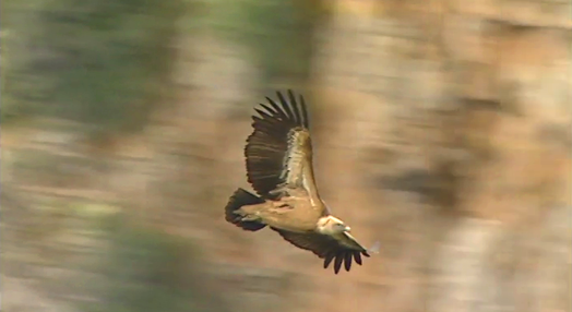 Aves de Rapina em Portugal