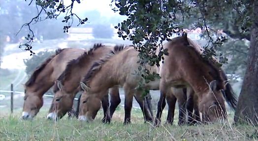 Cavalos Com História