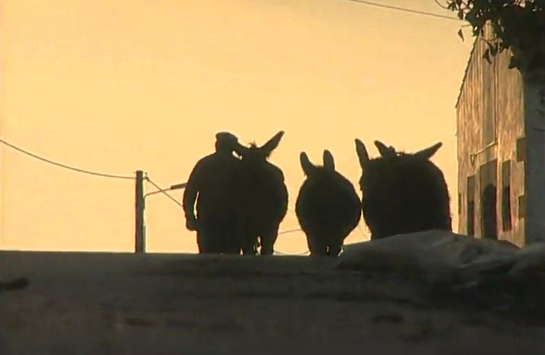 De Burros Não Têm Nada