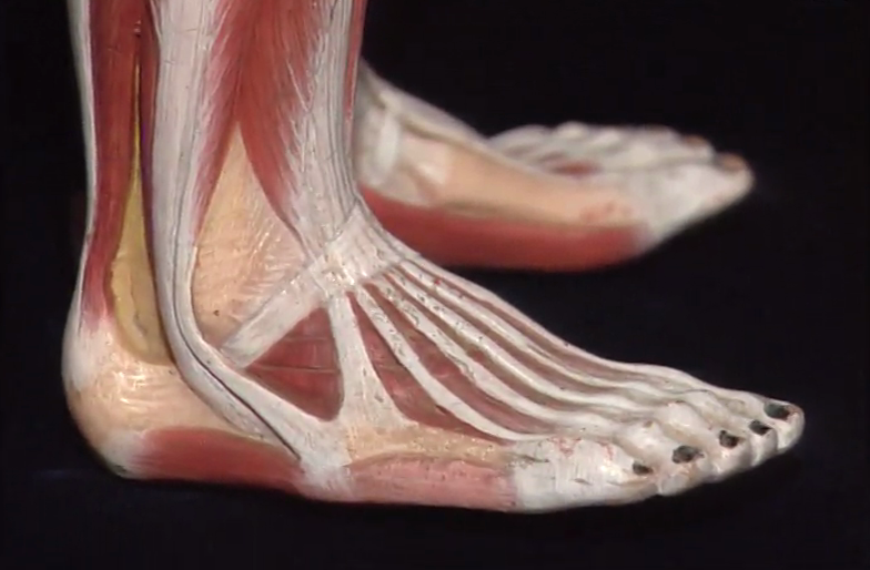 Viver com Saúde – Episódio 08