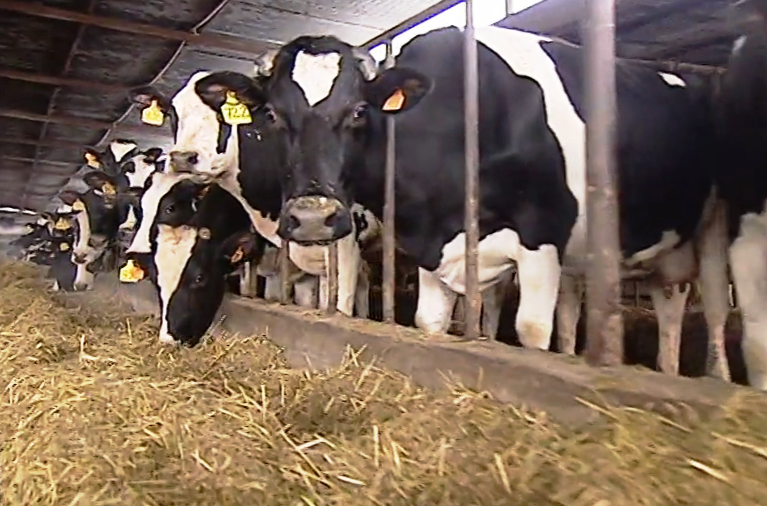 Morrer Como um Animal