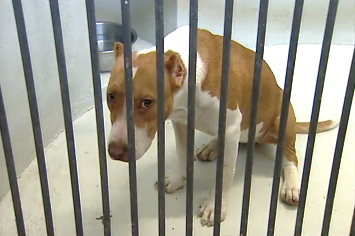 Os Nossos Queridos Bichos