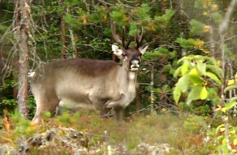 Recuperação de Espécies Ameaçadas