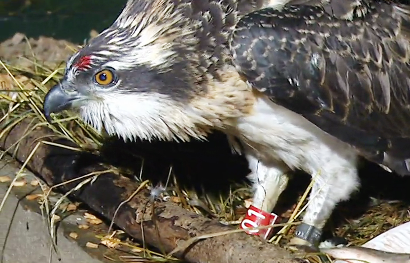 Reintegração da Águia Pesqueira