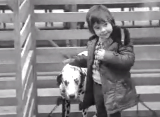 Exposição Canina Internacional no Porto