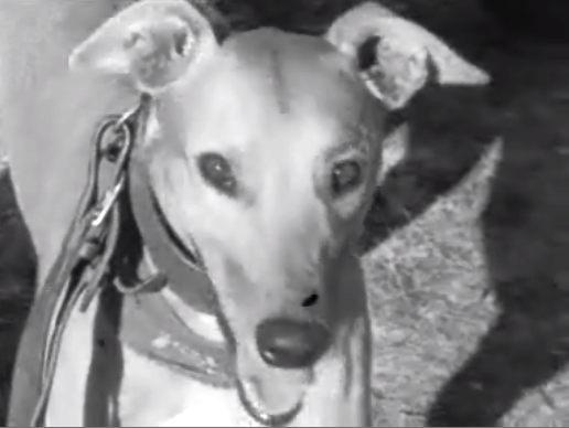 Corrida de Galgos em Coruche