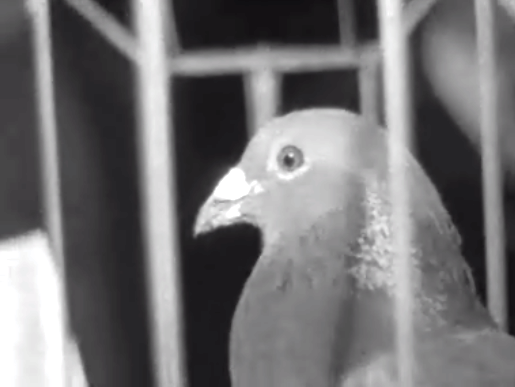 Exposição Columbófila União de Almeirim