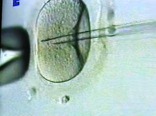 Promulgação da Lei da Procriação Medicamente Assistida