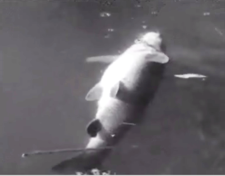 Poluição do Rio Nabão