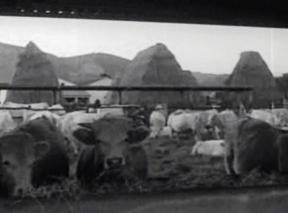 Comercialização de carne em Portugal