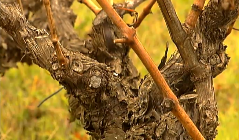 António de Almeida Henriques