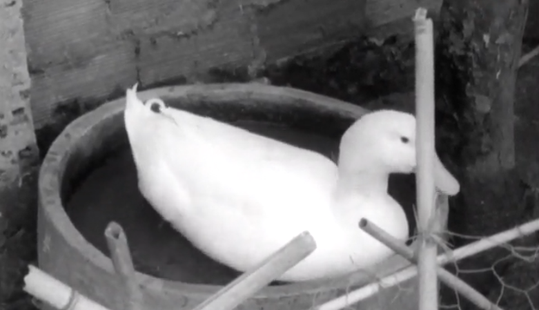 Um Dia Com… Alfredo Barreiros