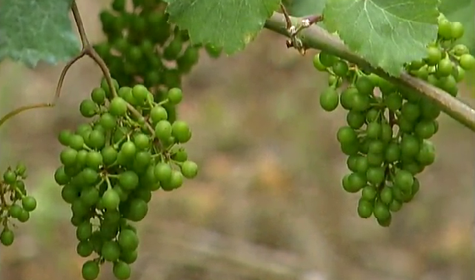 Região de Monção e Melgaço