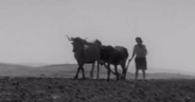 Cantos de Trabalho e Pauliteiros de Algozo