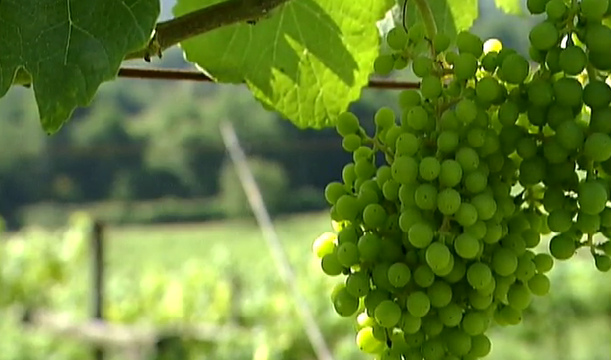 Região Demarcada dos Vinhos Verdes no Vale do Lima