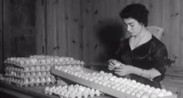 Galinhas do Ovo ao Espeto