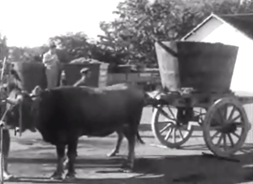 A produção de vinho – II Parte