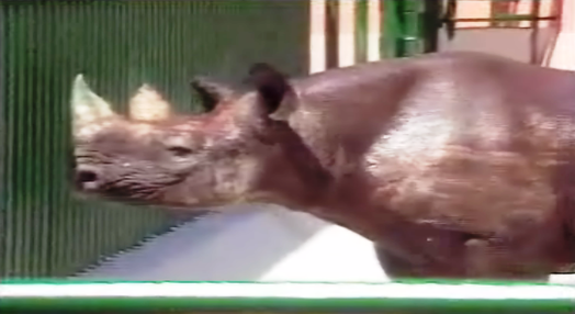 Rinoceronte Preto chega ao Zoo