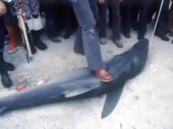 Tubarão pescado e morto