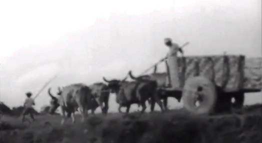 Carro de Bois e Rendeiras do Nordeste