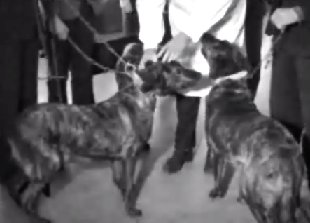 Exposição Canina Internacional