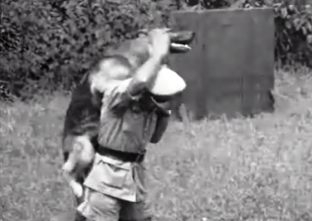 Exercícios com cães polícia em Goa