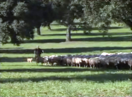 A vida de um pastor alentejano