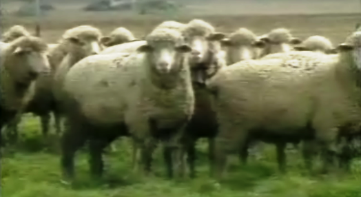 Situação do setor ovino no Baixo Alentejo