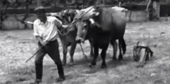 Trabalhos Agrícolas